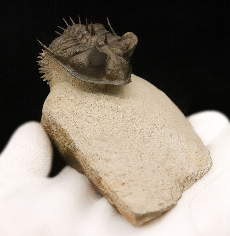 ベリーベリーレア！このタワー複眼を見よ！古代魚との軍拡競争が生んだ異形の三葉虫、エルベノチレ・エルベニ（Erbenochile erbeni）の極上個体（その3）