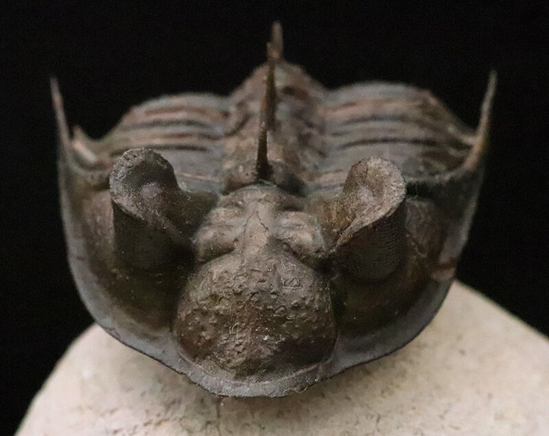 ベリーベリーレア！このタワー複眼を見よ！古代魚との軍拡競争が生んだ異形の三葉虫、エルベノチレ・エルベニ（Erbenochile erbeni）の極上個体（その5）