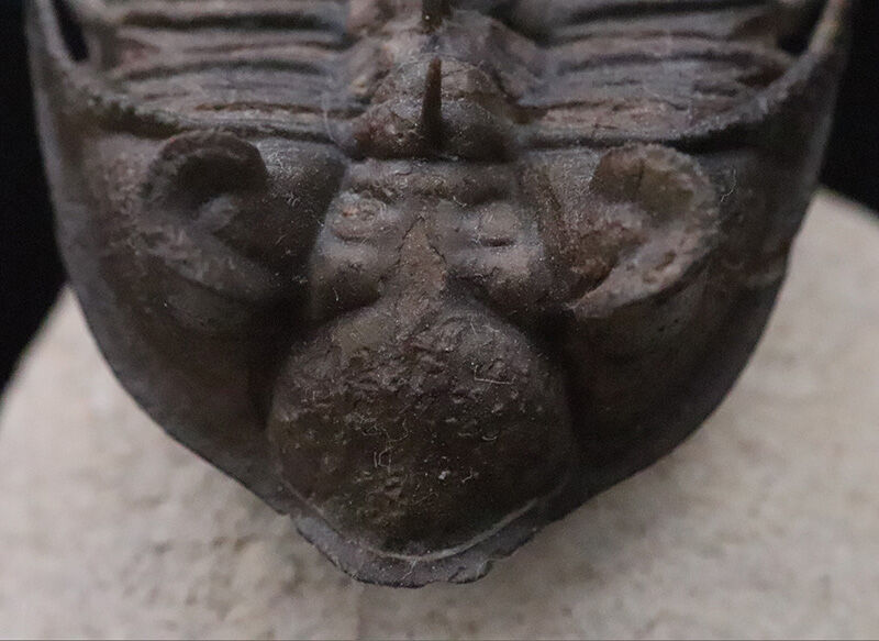 ベリーベリーレア！このタワー複眼を見よ！古代魚との軍拡競争が生んだ異形の三葉虫、エルベノチレ・エルベニ（Erbenochile erbeni）の極上個体（その6）