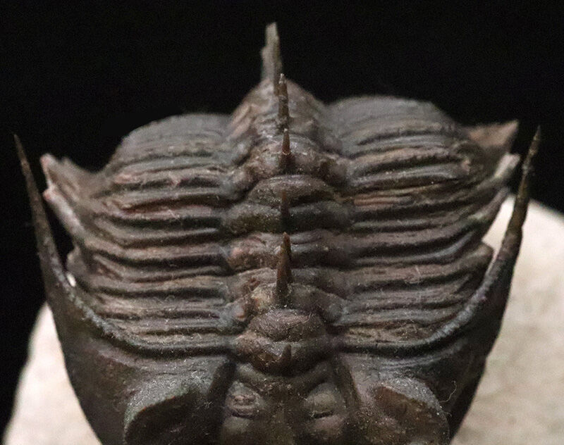 ベリーベリーレア！このタワー複眼を見よ！古代魚との軍拡競争が生んだ異形の三葉虫、エルベノチレ・エルベニ（Erbenochile erbeni）の極上個体（その7）