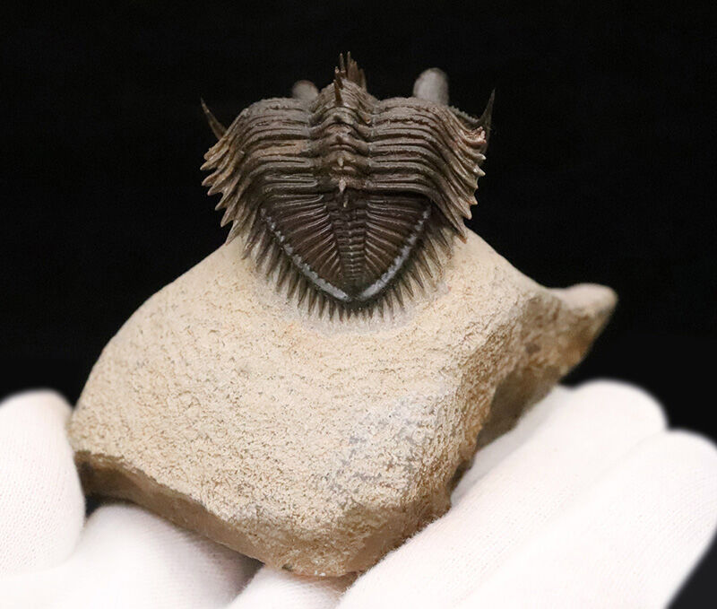 ベリーベリーレア！このタワー複眼を見よ！古代魚との軍拡競争が生んだ異形の三葉虫、エルベノチレ・エルベニ（Erbenochile erbeni）の極上個体（その8）