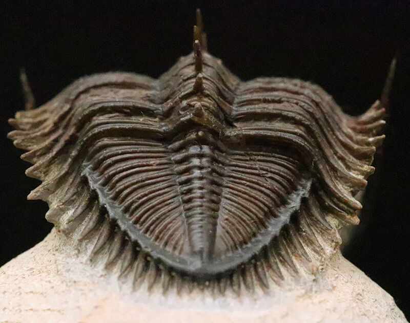 ベリーベリーレア！このタワー複眼を見よ！古代魚との軍拡競争が生んだ異形の三葉虫、エルベノチレ・エルベニ（Erbenochile erbeni）の極上個体（その9）