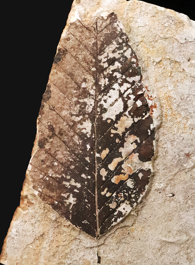 黒い炭質膜を鮮明に残した、極めて保存状態の良い木の葉化石（岩手県岩手郡雫石町・用ノ沢産）（その1）