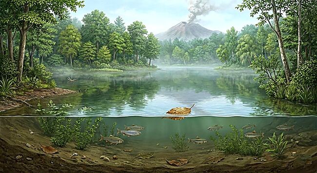 黒い炭質膜を鮮明に残した、極めて保存状態の良い木の葉化石（岩手県岩手郡雫石町・用ノ沢産）（その10）