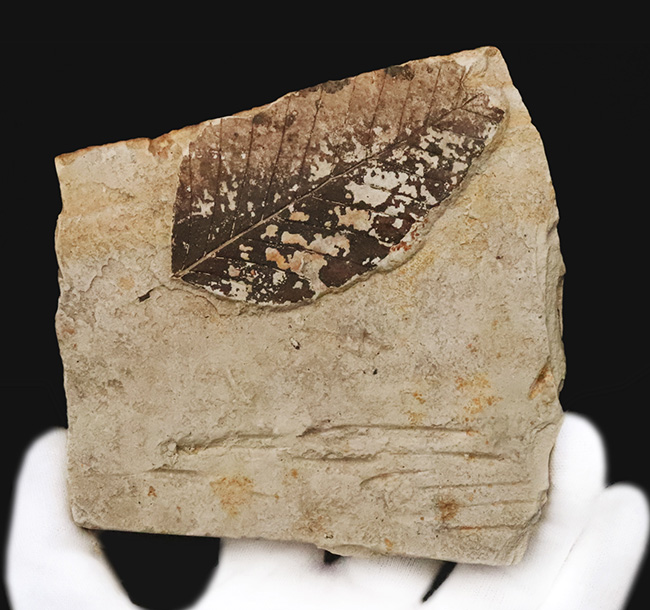 黒い炭質膜を鮮明に残した、極めて保存状態の良い木の葉化石（岩手県岩手郡雫石町・用ノ沢産）（その2）