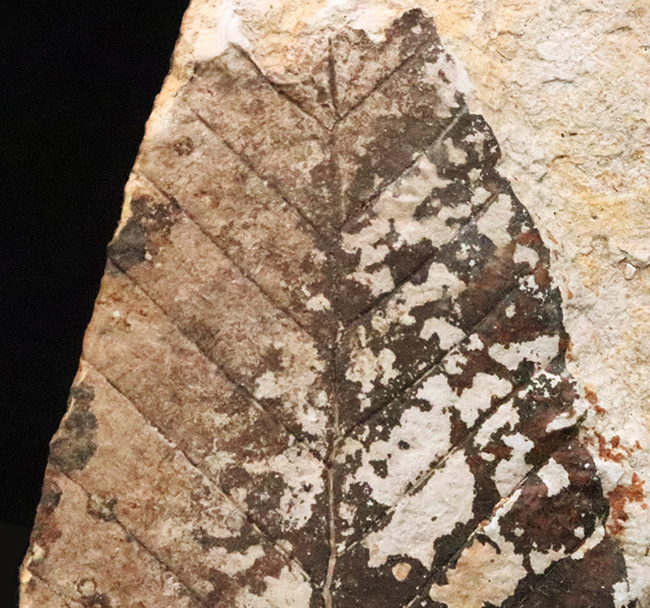 黒い炭質膜を鮮明に残した、極めて保存状態の良い木の葉化石（岩手県岩手郡雫石町・用ノ沢産）（その3）