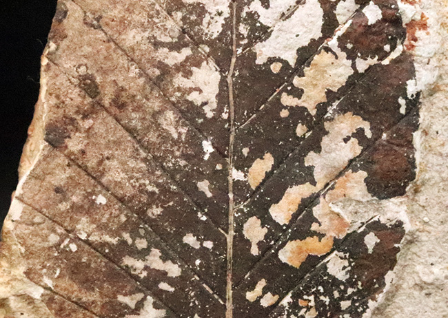 黒い炭質膜を鮮明に残した、極めて保存状態の良い木の葉化石（岩手県岩手郡雫石町・用ノ沢産）（その4）
