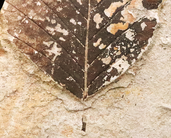黒い炭質膜を鮮明に残した、極めて保存状態の良い木の葉化石（岩手県岩手郡雫石町・用ノ沢産）（その5）