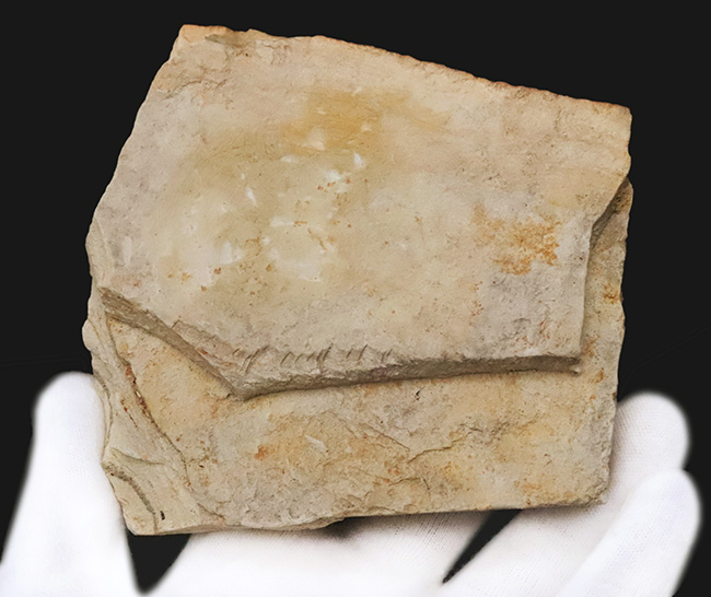 黒い炭質膜を鮮明に残した、極めて保存状態の良い木の葉化石（岩手県岩手郡雫石町・用ノ沢産）（その6）