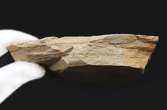 黒い炭質膜を鮮明に残した、極めて保存状態の良い木の葉化石（岩手県岩手郡雫石町・用ノ沢産）（その7）