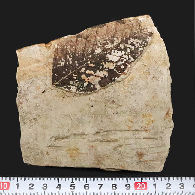 黒い炭質膜を鮮明に残した、極めて保存状態の良い木の葉化石（岩手県岩手郡雫石町・用ノ沢産）（その8）