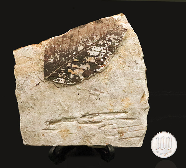 黒い炭質膜を鮮明に残した、極めて保存状態の良い木の葉化石（岩手県岩手郡雫石町・用ノ沢産）（その9）