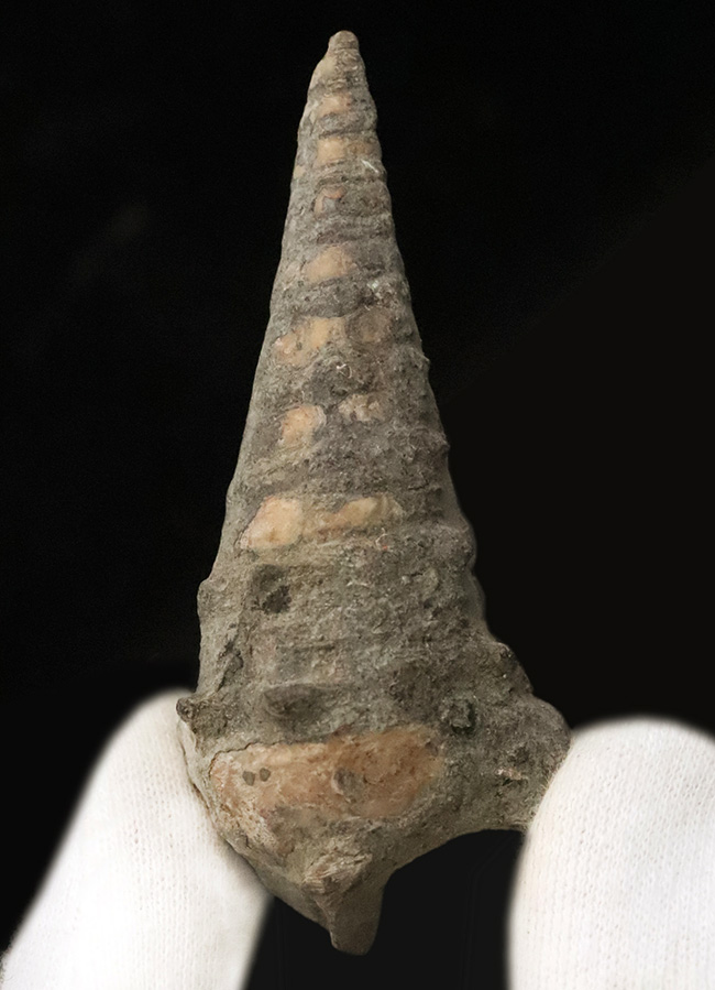 かつて日本が南国であった頃の絶滅巻き貝、ビカリア（Vicarya）の化石（その1）