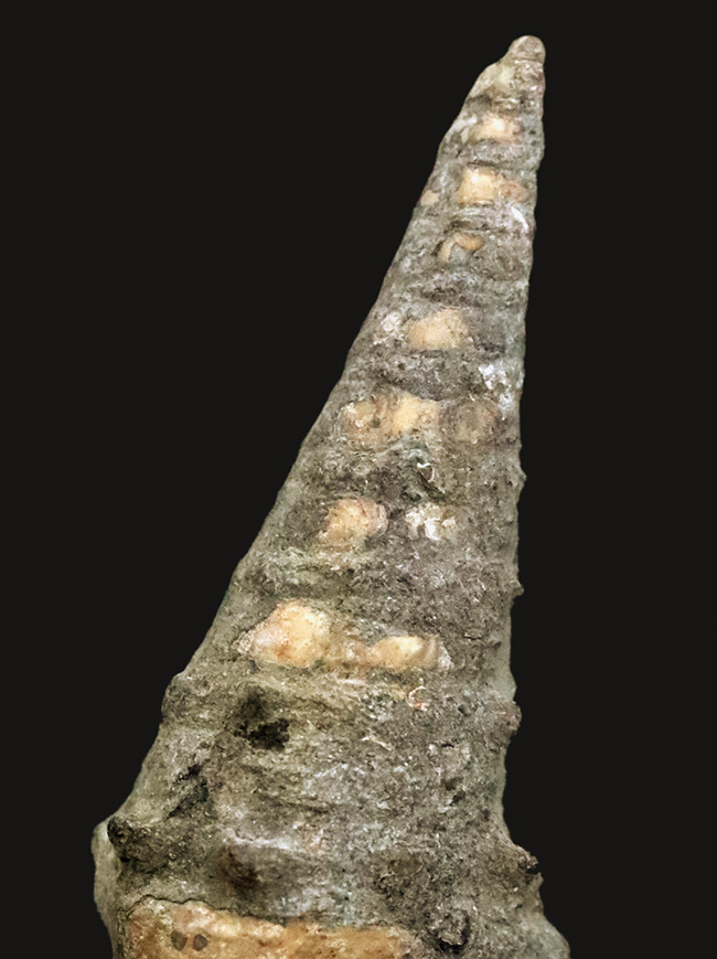 かつて日本が南国であった頃の絶滅巻き貝、ビカリア（Vicarya）の化石（その2）