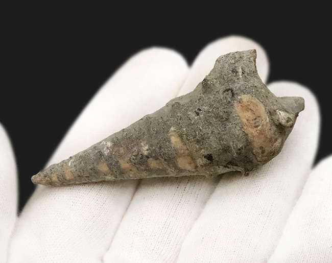 かつて日本が南国であった頃の絶滅巻き貝、ビカリア（Vicarya）の化石（その3）