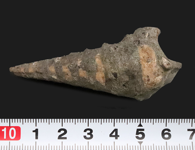 かつて日本が南国であった頃の絶滅巻き貝、ビカリア（Vicarya）の化石（その5）