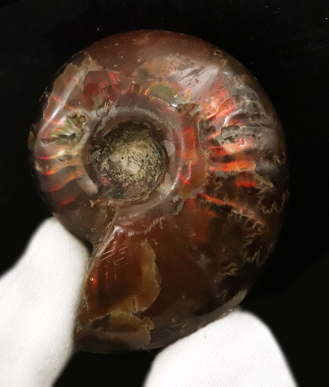 真紅の閃光。マダガスカル産遊色アンモナイト『クレオニセラス（Cleoniceras）』（その2）