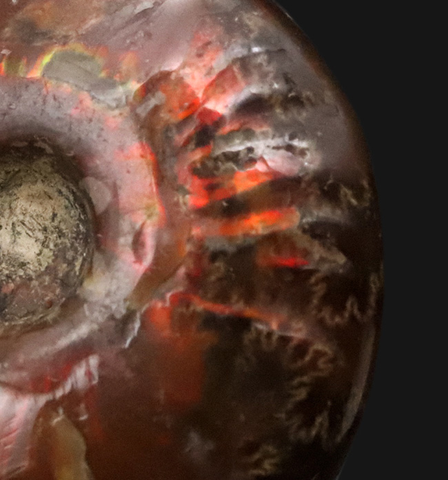 真紅の閃光。マダガスカル産遊色アンモナイト『クレオニセラス（Cleoniceras）』（その3）