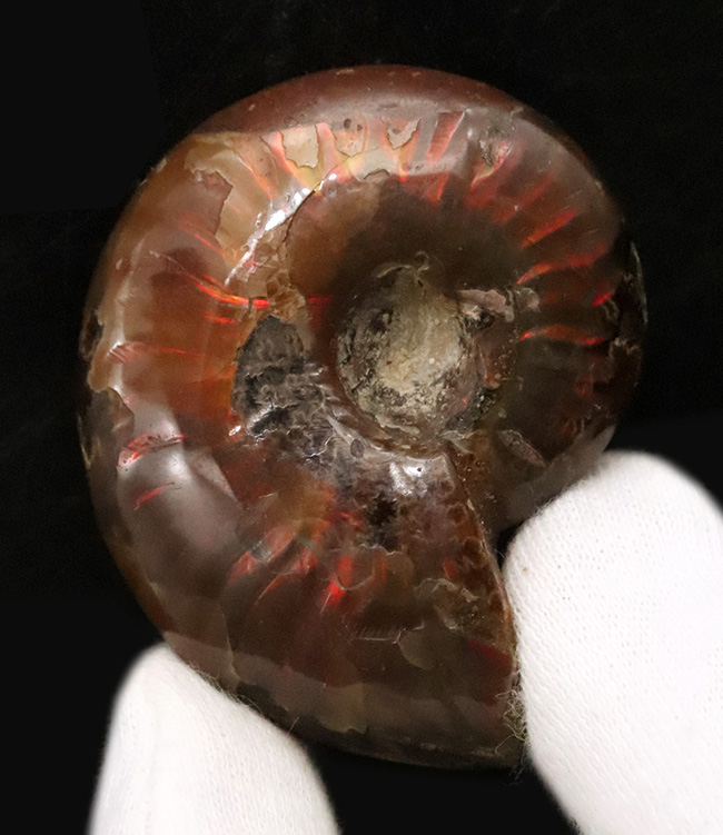 真紅の閃光。マダガスカル産遊色アンモナイト『クレオニセラス（Cleoniceras）』（その4）