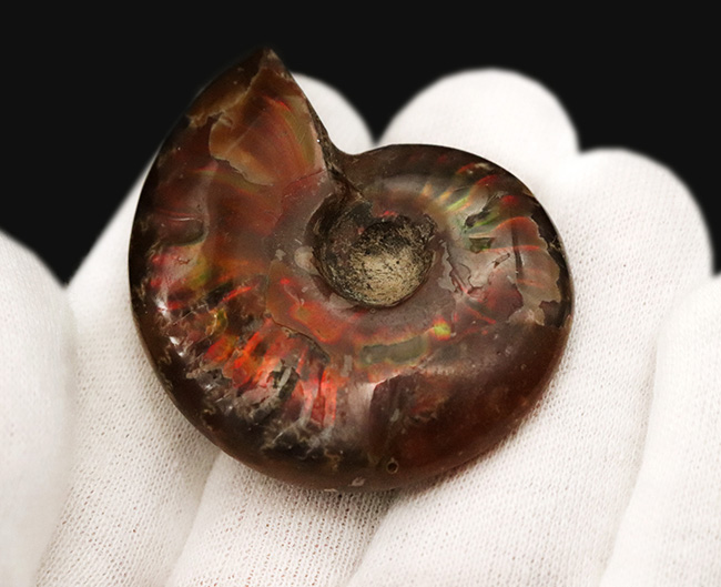 真紅の閃光。マダガスカル産遊色アンモナイト『クレオニセラス（Cleoniceras）』（その5）