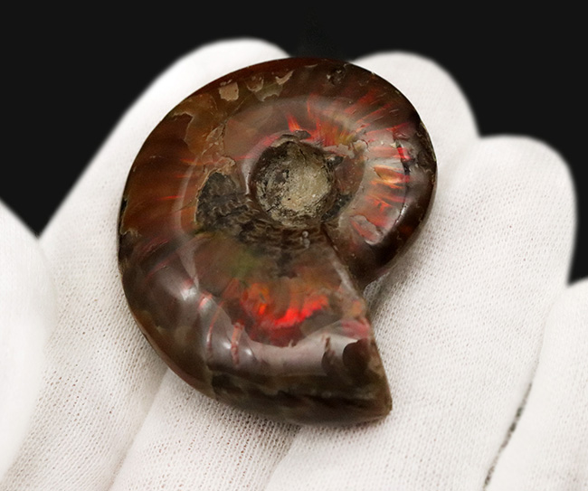 真紅の閃光。マダガスカル産遊色アンモナイト『クレオニセラス（Cleoniceras）』（その6）