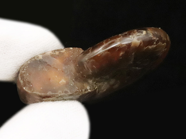 真紅の閃光。マダガスカル産遊色アンモナイト『クレオニセラス（Cleoniceras）』（その7）