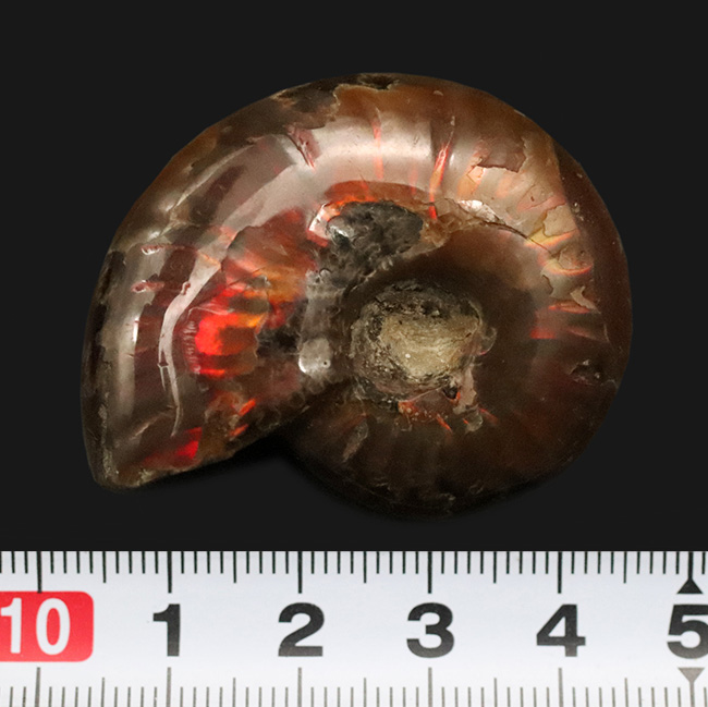 真紅の閃光。マダガスカル産遊色アンモナイト『クレオニセラス（Cleoniceras）』（その8）