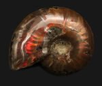 真紅の閃光。マダガスカル産遊色アンモナイト『クレオニセラス（Cleoniceras）』