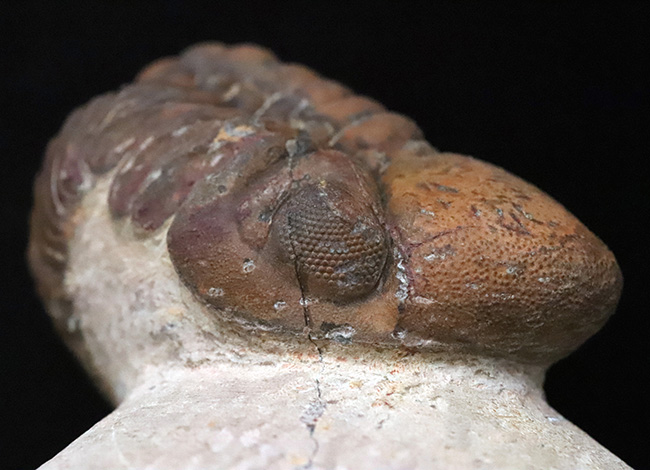 立体的な展示が楽しめる！大きな頭鞍部と複眼で知られる、食いしん坊な三葉虫！？リードプス（Reedops）（その1）