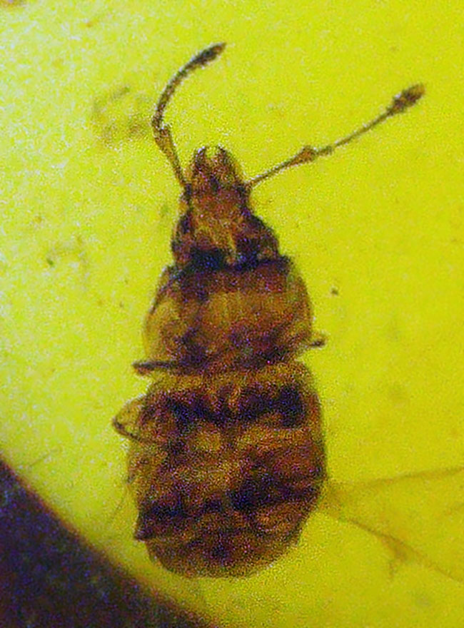 ミャンマー産・世界最古級の琥珀……2種の性質の異なる昆虫を内包した、透明度の高い美しいバーマイト（Burmite）（その1）