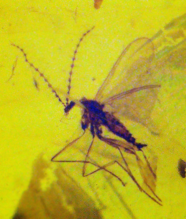 ミャンマー産・世界最古級の琥珀……2種の性質の異なる昆虫を内包した、透明度の高い美しいバーマイト（Burmite）（その2）