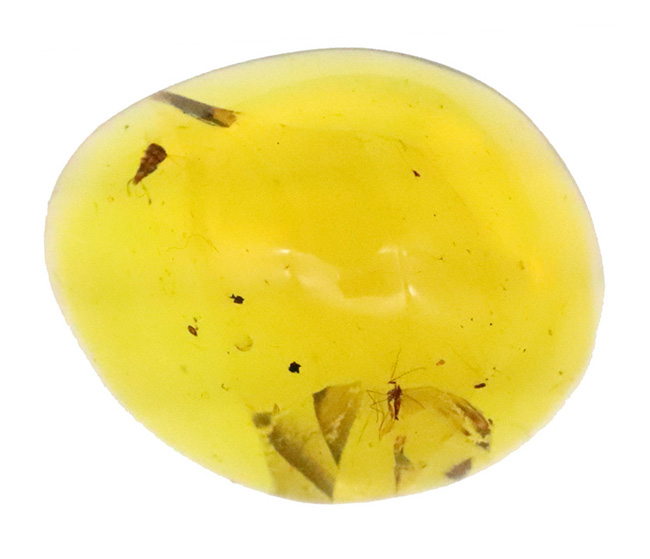 ミャンマー産・世界最古級の琥珀……2種の性質の異なる昆虫を内包した、透明度の高い美しいバーマイト（Burmite）（その3）