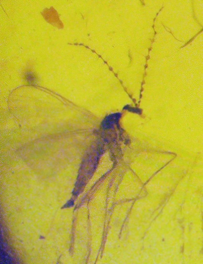 ミャンマー産・世界最古級の琥珀……2種の性質の異なる昆虫を内包した、透明度の高い美しいバーマイト（Burmite）（その5）