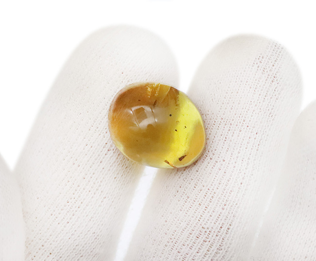 ミャンマー産・世界最古級の琥珀……2種の性質の異なる昆虫を内包した、透明度の高い美しいバーマイト（Burmite）（その6）