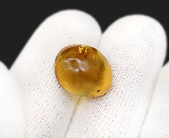 ミャンマー産・世界最古級の琥珀……2種の性質の異なる昆虫を内包した、透明度の高い美しいバーマイト（Burmite）（その7）