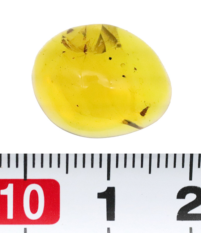 ミャンマー産・世界最古級の琥珀……2種の性質の異なる昆虫を内包した、透明度の高い美しいバーマイト（Burmite）（その8）