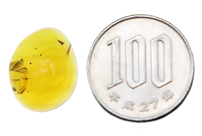 ミャンマー産・世界最古級の琥珀……2種の性質の異なる昆虫を内包した、透明度の高い美しいバーマイト（Burmite）（その9）