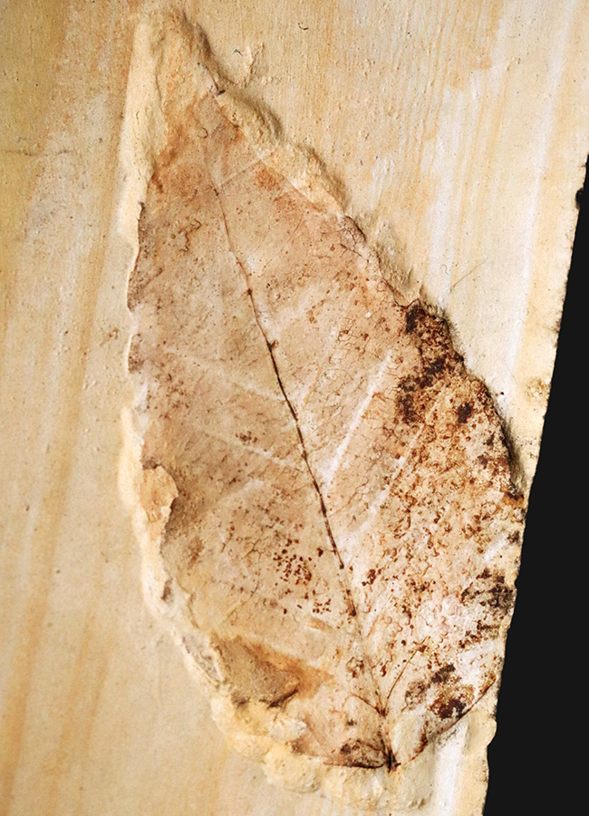 岩手県雫石町用ノ沢で採集された、古代東北地方の木の葉の化石（その1）