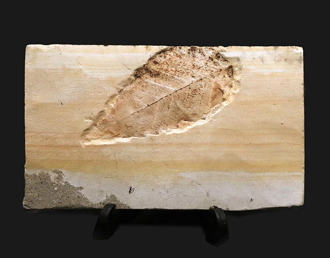 岩手県雫石町用ノ沢で採集された、古代東北地方の木の葉の化石（その2）