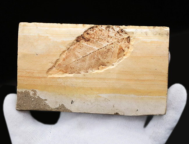 岩手県雫石町用ノ沢で採集された、古代東北地方の木の葉の化石（その3）