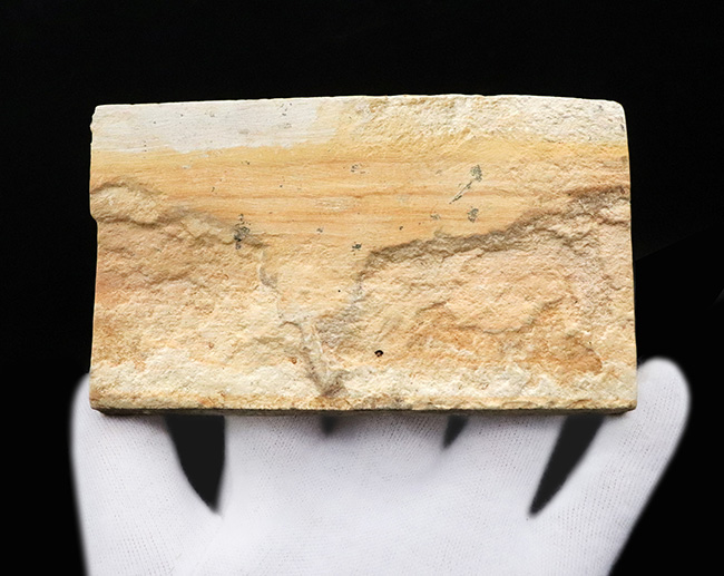 岩手県雫石町用ノ沢で採集された、古代東北地方の木の葉の化石（その4）