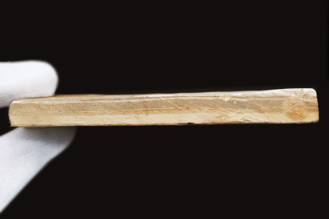 岩手県雫石町用ノ沢で採集された、古代東北地方の木の葉の化石（その5）