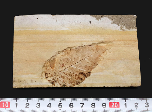 岩手県雫石町用ノ沢で採集された、古代東北地方の木の葉の化石（その6）