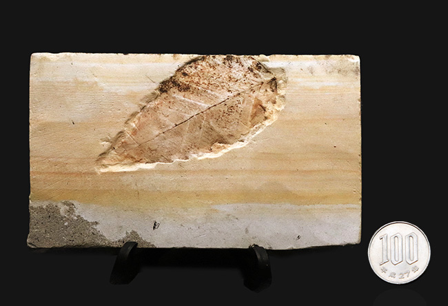 岩手県雫石町用ノ沢で採集された、古代東北地方の木の葉の化石（その7）