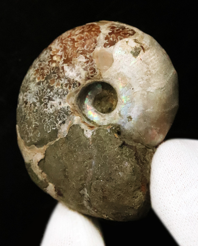 丸々とした厚みのあるフォルムが愛らしい、虹色の遊色層と複雑な縫合線が共存する、マダガスカル産アンモナイト、デスモセラス（Desmoceras） （その1）