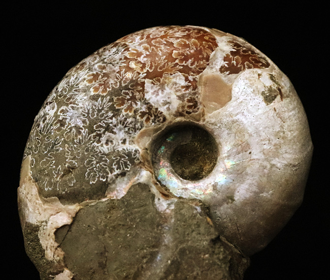 丸々とした厚みのあるフォルムが愛らしい、虹色の遊色層と複雑な縫合線が共存する、マダガスカル産アンモナイト、デスモセラス（Desmoceras） （その2）