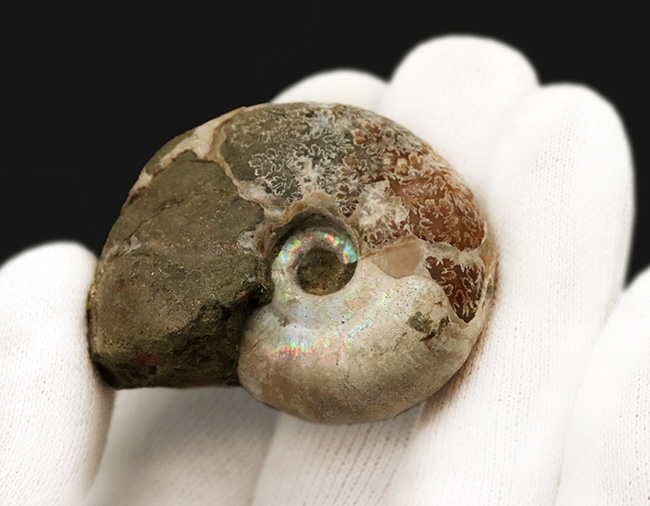 丸々とした厚みのあるフォルムが愛らしい、虹色の遊色層と複雑な縫合線が共存する、マダガスカル産アンモナイト、デスモセラス（Desmoceras） （その3）