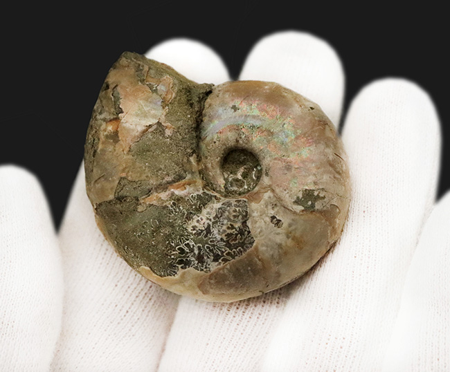 丸々とした厚みのあるフォルムが愛らしい、虹色の遊色層と複雑な縫合線が共存する、マダガスカル産アンモナイト、デスモセラス（Desmoceras） （その4）