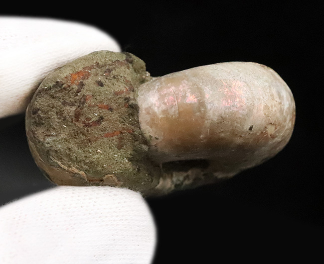 丸々とした厚みのあるフォルムが愛らしい、虹色の遊色層と複雑な縫合線が共存する、マダガスカル産アンモナイト、デスモセラス（Desmoceras） （その5）