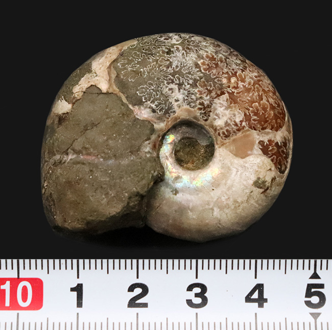 丸々とした厚みのあるフォルムが愛らしい、虹色の遊色層と複雑な縫合線が共存する、マダガスカル産アンモナイト、デスモセラス（Desmoceras） （その6）